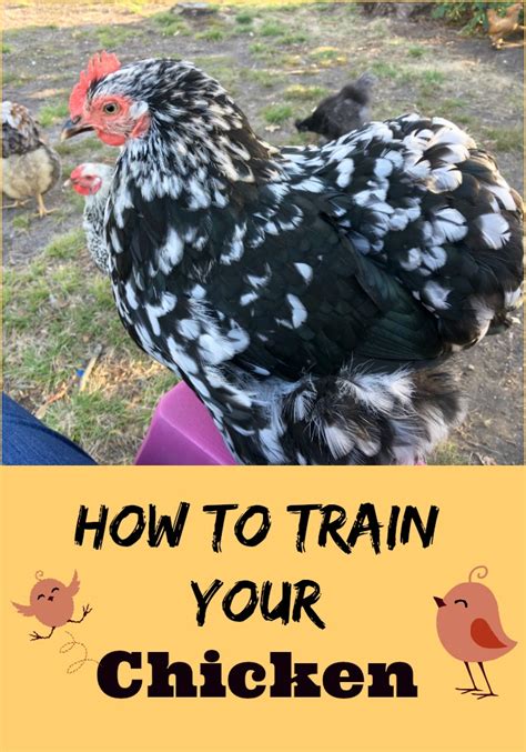 how to train your chicken|How To Train Chickens (& What You Can Train Them To Do).